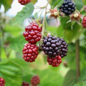 Best Hardy Raspberry and Blackberry Varieties Image